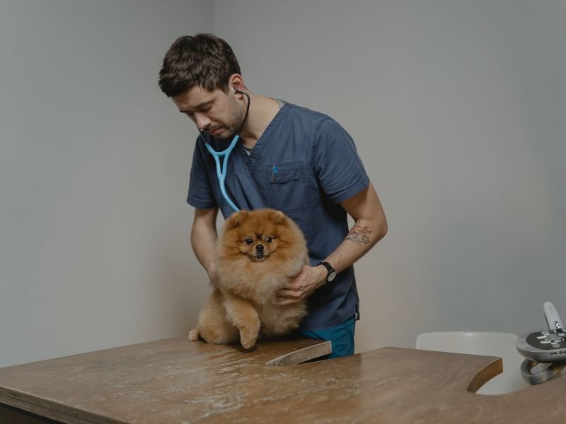 Veterinary Jobs In UK With Visa Sponsorship